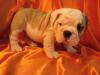 Adorable male and female english bulldog puppies for a new home