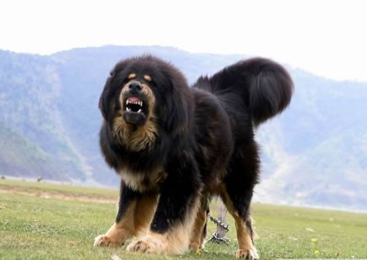 Tibetan Mastiff For Sale. Pakistan Tibetan Mastiff
