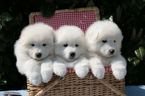 Pakistan Samoyed Breeders, Grooming, Dog, Puppies, Reviews, Articles