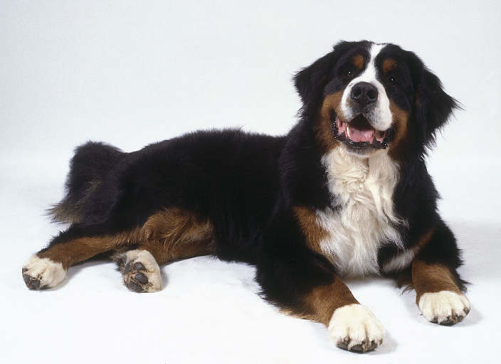India Bernese Mountain Dog Breeders, Grooming, Dog, Puppies, Reviews, 