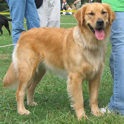 golden retriever dogs puppies. Grooming, Dog, Puppies,