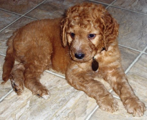 Goldendoodle Puppies on India Goldendoodle Breeders  Grooming  Dog  Puppies  Reviews  Articles