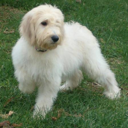 Goldendoodle Puppies on Uk Goldendoodle Breeders  Grooming  Dog  Puppies  Reviews  Articles