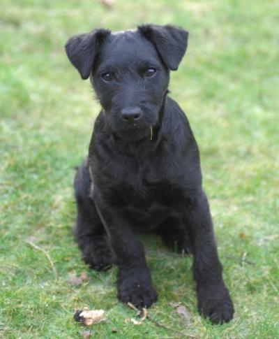 UK Patterdale Terrier Breeders, Grooming, Dog, Puppies,
