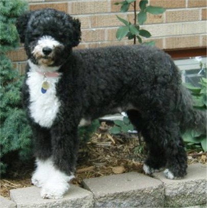 USA Portuguese Water Dog Breeders, Grooming, Dog, Puppi