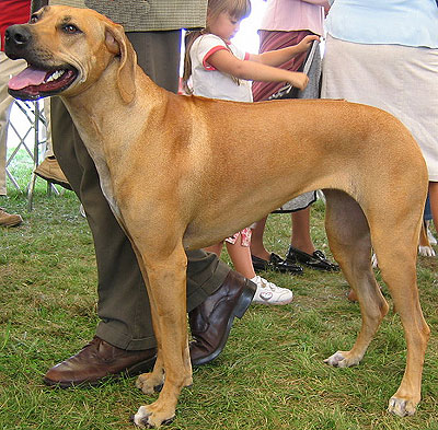 Dallas  Adoption Dogs on Ridgeback Breeders  Grooming  Dog  Puppies  Reviews  Articles   Muamat
