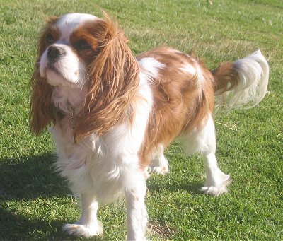 Dallas  Adoption Dogs on Spaniel Breeders  Grooming  Dog  Puppies  Reviews  Articles   Muamat