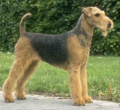 Airedale Puppies on Australia Airedale Terrier Breeders  Grooming  Dog  Puppies  Reviews