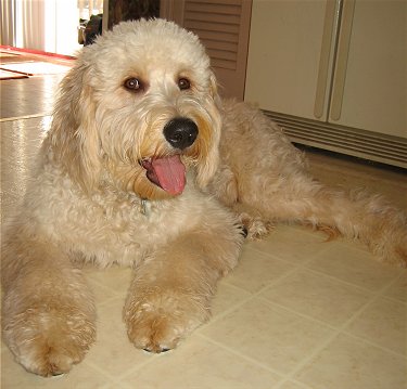 goldendoodle puppies pictures. Dog, Puppies, Reviews,