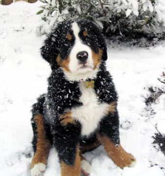 Philippines Bernese Mountain Dog Breeders, Grooming, Dog, Puppies, Reviews, Articles