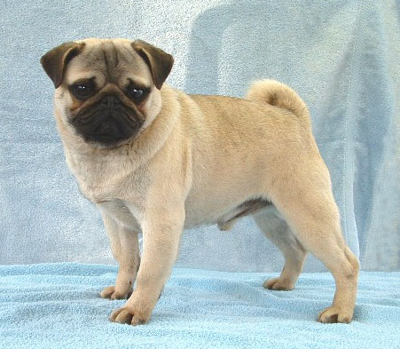  Puppies on Philippines Pug Breeders  Grooming  Dog  Puppies  Reviews  Articles