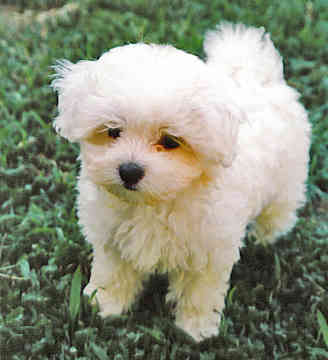 Small Puppies on Maltese Breeders  Grooming  Dog  Puppies  Reviews  Articles   Muamat