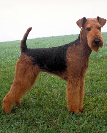Airedale Puppies on New Zealand Airedale Terrier Breeders  Grooming  Dog  Puppies  Reviews