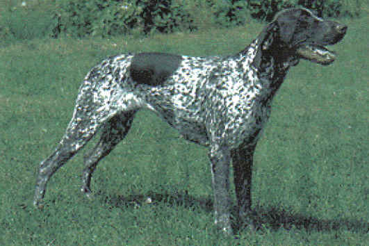 Short Haired German Pointer Puppy. Indonesia German Shorthaired