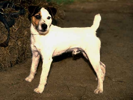 Indonesia Jack Russell Terrier (Parson) Breeders, Grooming, Dog, Puppies, Reviews, Articles