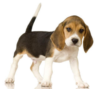 Beagle Puppies on Singapore Beagle Breeders  Grooming  Dog  Puppies  Reviews  Articles