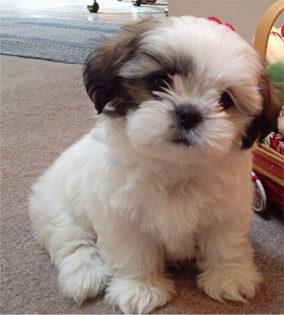Shih  Puppies on Malaysia Shih Tzu Breeders  Grooming  Dog  Puppies  Reviews  Articles