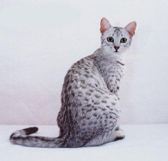 Egyptian Mau cat Breeders,