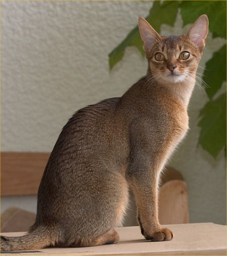 India, Abyssinian Breeders, Grooming, Cat, Kittens, Reviews, Articles