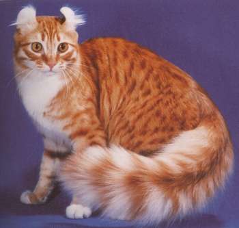The American Curl