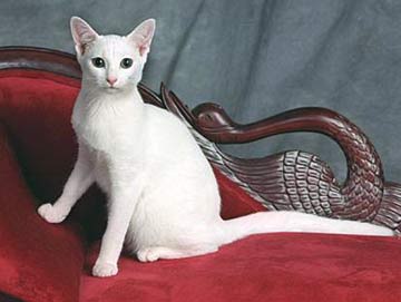 UK Russian White Breeders, Grooming, Cat, Kittens, Reviews, Articles