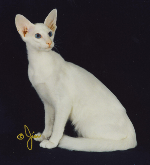 Malaysia Oriental Longhair  Breeders, Grooming, Cat, Kittens, Reviews, Articles