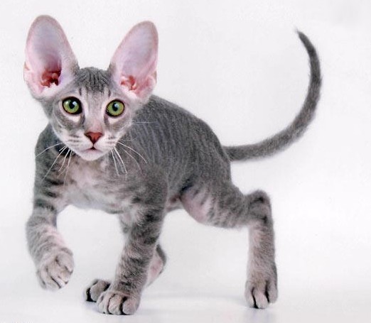 peterbald cat