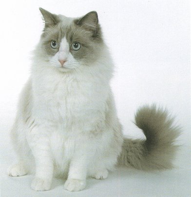 Indonesia Ragdoll Breeders