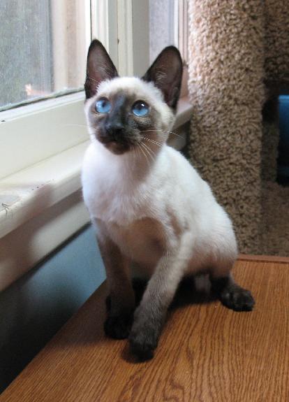 New Zealand Thai/Old-style Siamese Breeders, Grooming, Cat, Kittens, Reviews, Articles
