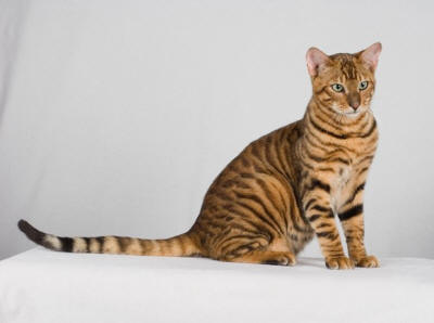 Indonesia Toyger Breeders, Grooming, Cat, Kittens, Reviews, Articles