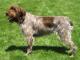 New Zealand Wirehaired Pointing Griffon Breeders, Grooming, Dog, Puppies, Reviews, Articles