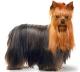 New Zealand Yorkshire Terrier Breeders, Grooming, Dog, Puppies, Reviews, Articles