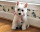 Singapore West Highland White Terrier Breeders, Grooming, Dog, Puppies, Reviews, Articles