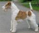 Singapore Wire Fox Terrier Breeders, Grooming, Dog, Puppies, Reviews, Articles