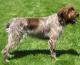 Singapore Wirehaired Pointing Griffon Breeders, Grooming, Dog, Puppies, Reviews, Articles