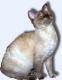 India German Rex cat Breeders, Grooming, Cat, Kittens, Reviews, Articles