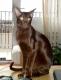 India Havana Brown cat Breeders, Grooming, Cat, Kittens, Reviews, Articles