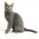 India Korat cat Breeders, Grooming, Cat, Kittens, Reviews, Articles