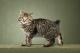 India Kurilian Bobtail cat Breeders, Grooming, Cat, Kittens, Reviews, Articles