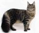 India Maine Coon cat Breeders, Grooming, Cat, Kittens, Reviews, Articles
