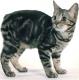 India Manx cat Breeders, Grooming, Cat, Kittens, Reviews, Articles
