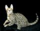 Canada Serengeti Breeders, Grooming, Cat, Kittens, Reviews, Articles
