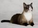 Canada Snowshoe Breeders, Grooming, Cat, Kittens, Reviews, Articles