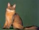 Canada Somali Breeders, Grooming, Cat, Kittens, Reviews, Articles
