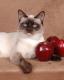Canada Thai/Old-style Siamese Breeders, Grooming, Cat, Kittens, Reviews, Articles