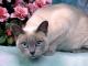 USA Tonkinese Breeders, Grooming, Cat, Kittens, Reviews, Articles