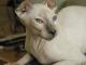 Canada Ukrainian Levkoy Breeders, Grooming, Cat, Kittens, Reviews, Articles