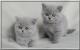 USA Ussuri Breeders, Grooming, Cat, Kittens, Reviews, Articles