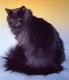 Canada Siberian Breeders, Grooming, Cat, Kittens, Reviews, Articles