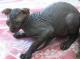 Philippines Ukrainian Levkoy Breeders, Grooming, Cat, Kittens, Reviews, Articles